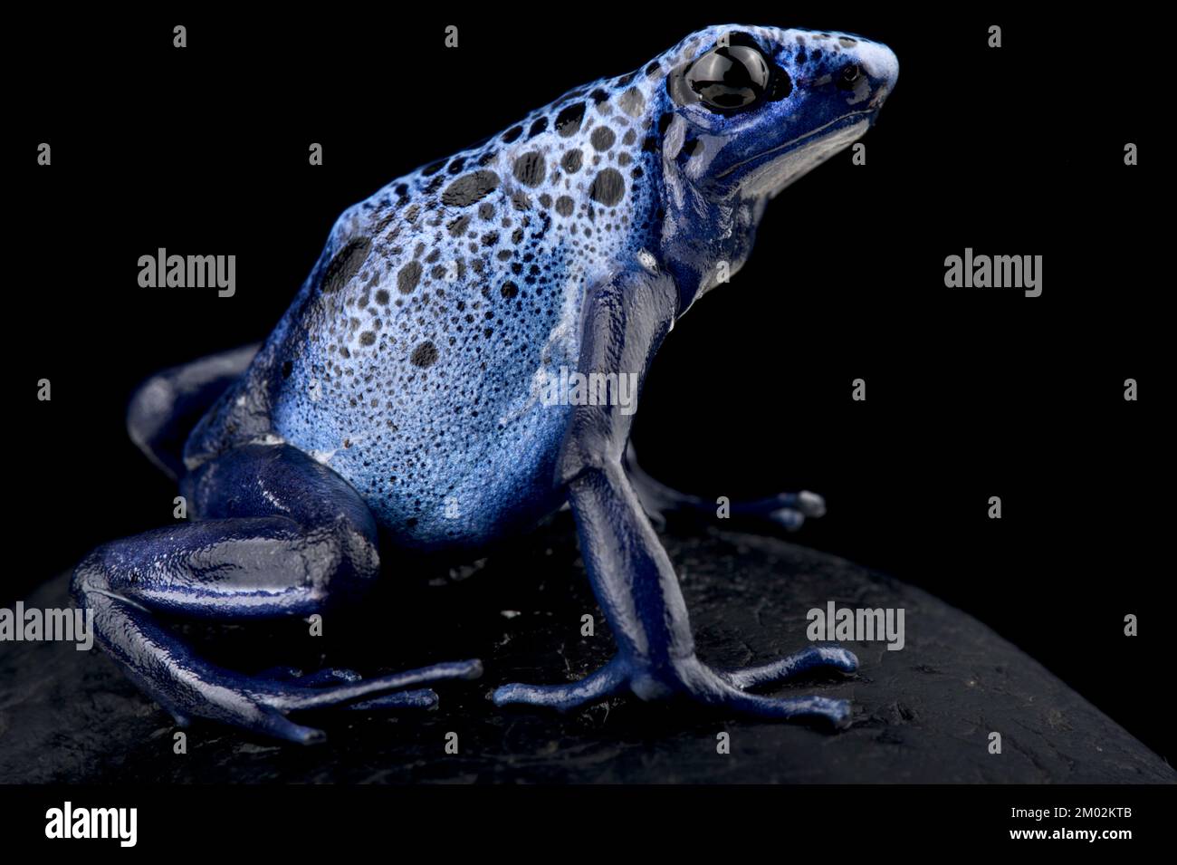 Dyeing poison dart frog (Dendrobates tinctorius) Azureus Stock Photo