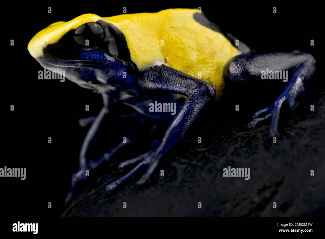 Dyeing poison dart frog (Dendrobates tinctorius) Citronella Stock Photo