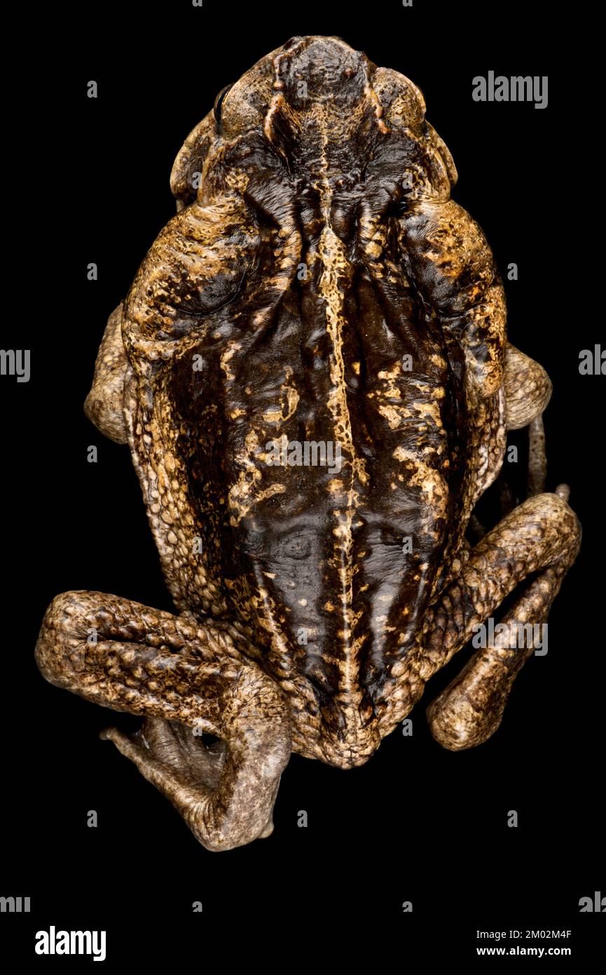 Cane toad (Rhinella marina) Stock Photo