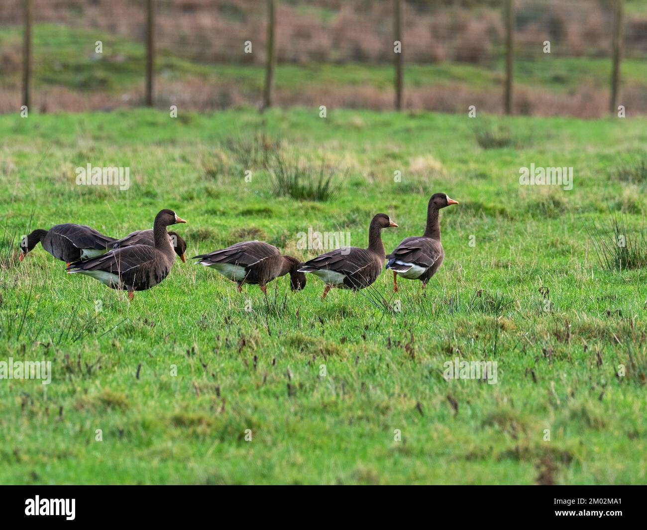 Greater white-fronted goose Anser albifrons group feeding in a field, Cluanach, Islay, Inner Hebrides, Argyll, Scotland, UK, December 2021 Stock Photo
