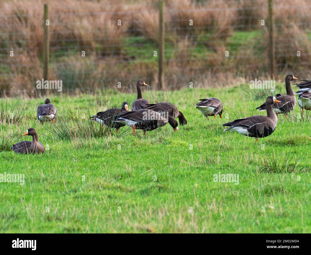 Greater white-fronted goose Anser albifrons group feeding in a field, Cluanach, Islay, Inner Hebrides, Argyll, Scotland, UK, December 2021 Stock Photo