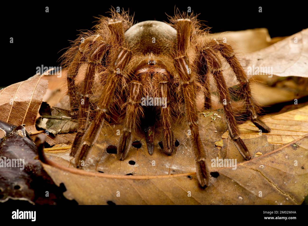 Goliath bird eating spider (Theraphosa blondi) Stock Photo