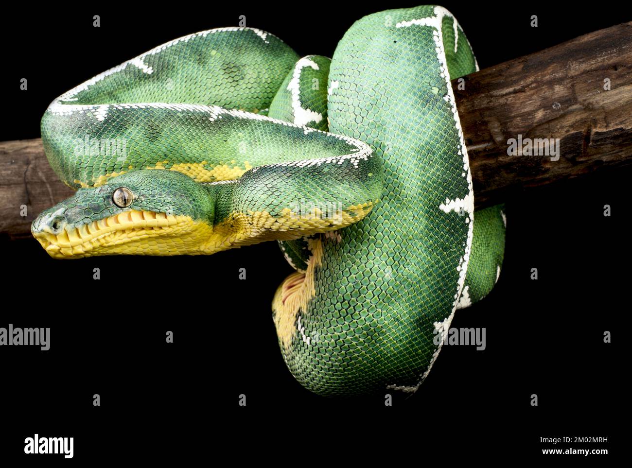 Northern Amazonian green tree boa (Corallus batesi) Stock Photo