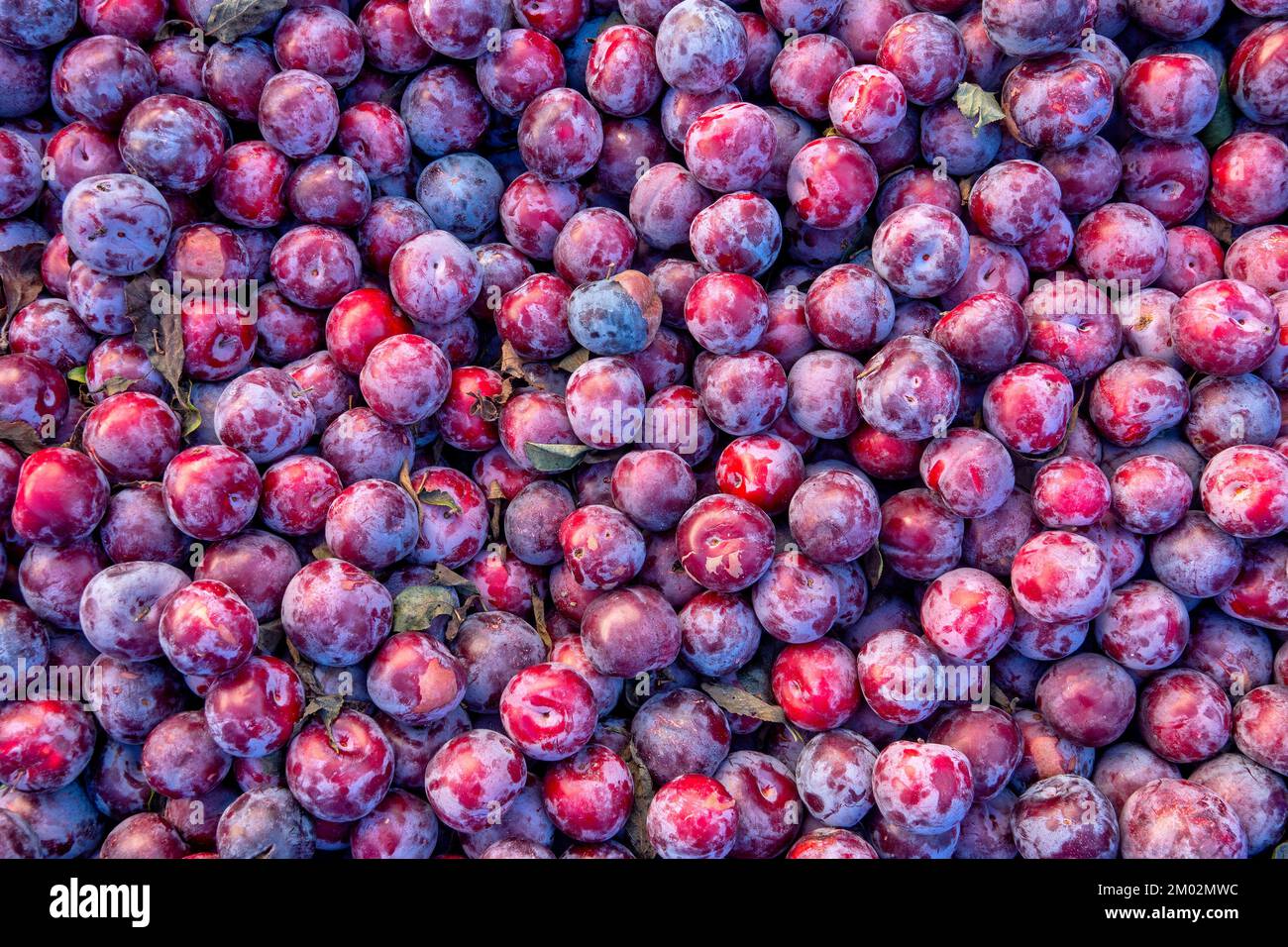 Close-up of some Prune plums (Prunus domestica) Stock Photo