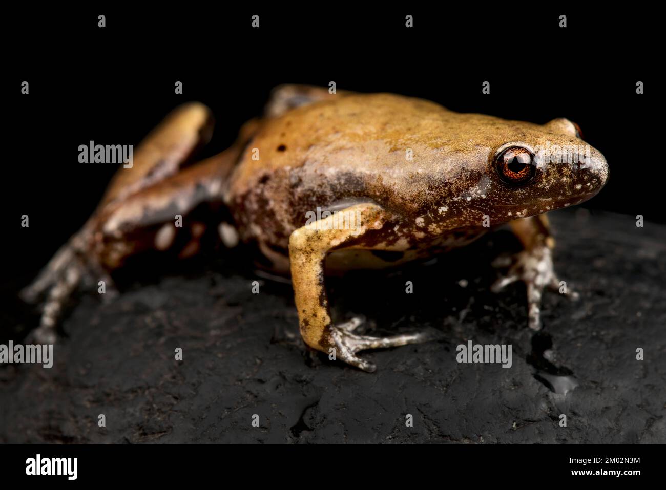 Guyana humming frog (Chiasmocleis shudikarensis) Stock Photo