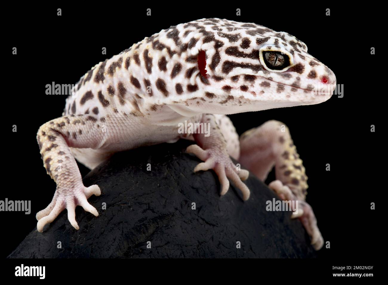 Satpura Eyelid Gecko (Eublepharis satpuraensis) Stock Photo