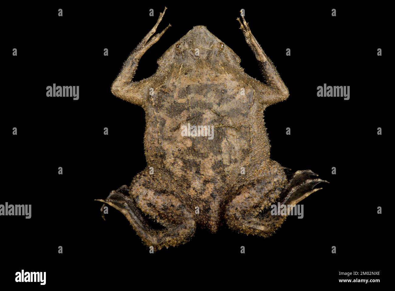 Suriname toad (Pipa pipa) Stock Photo