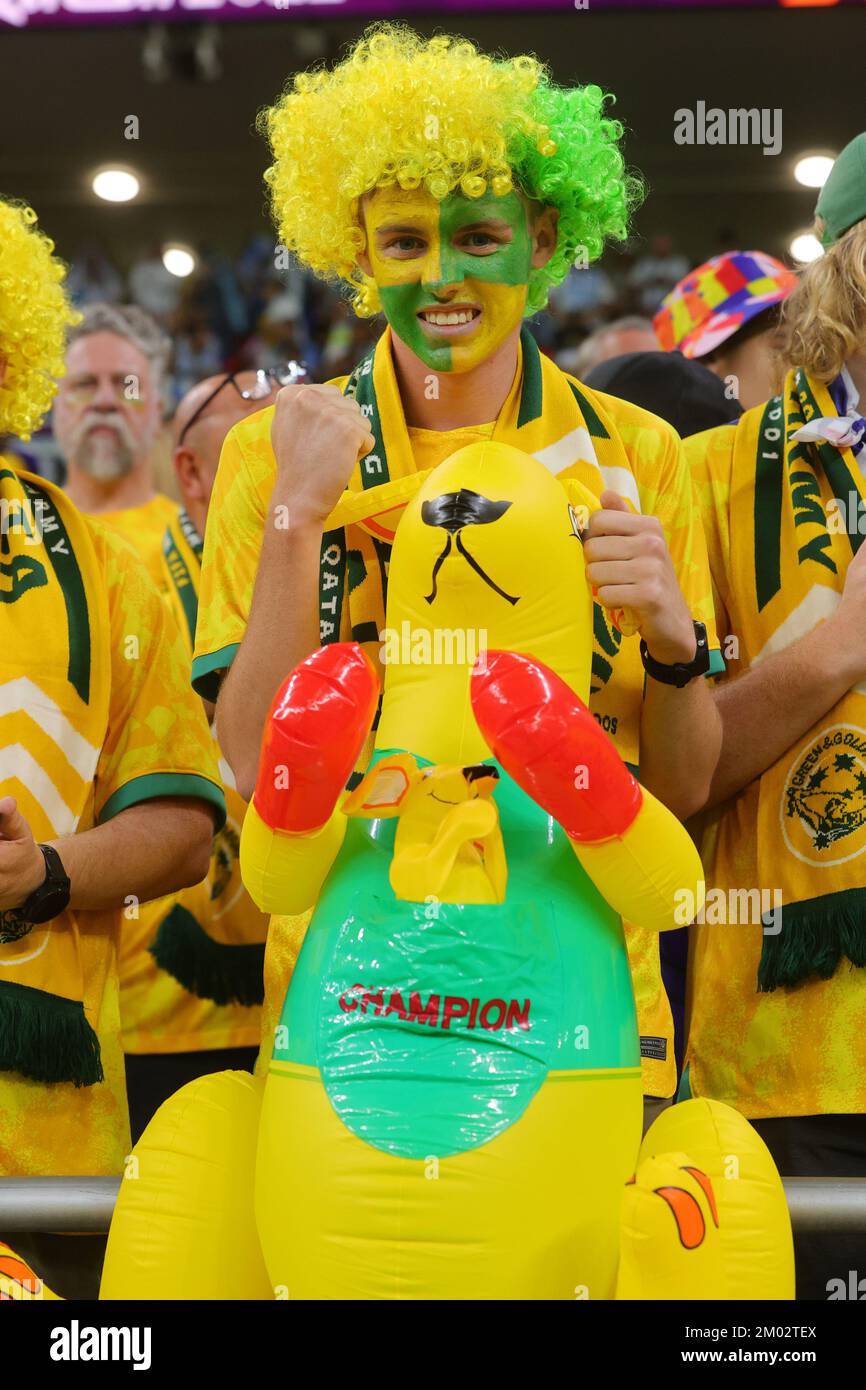 Boxing kangaroo cup hires stock photography and images Alamy