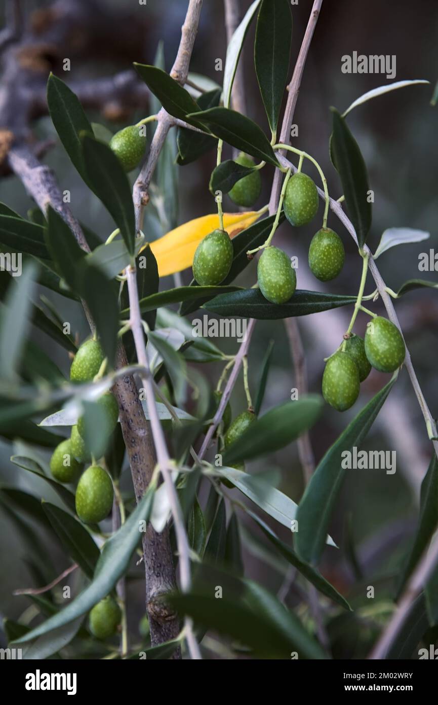 Olive tree branch with ripe olives seen up close Stock Photo - Alamy
