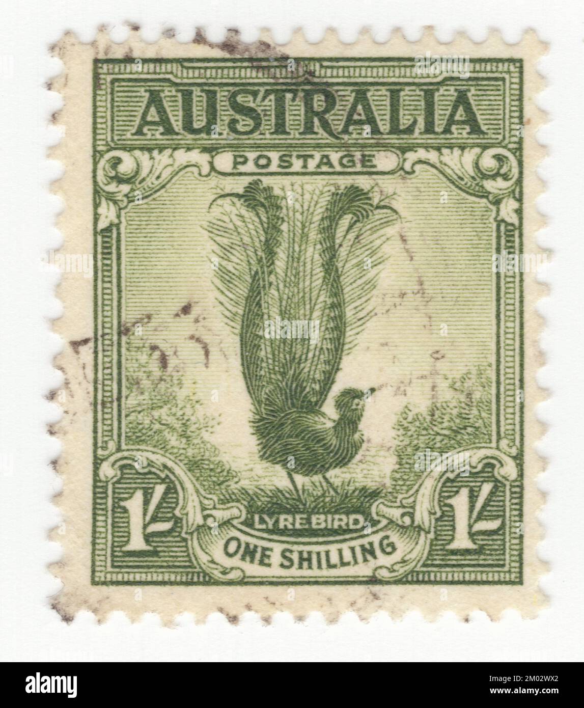 AUSTRALIA — 1932 February 15: An 1 shilling green postage stamp depicting male Lyrebird. The Lyrebird is a recognizable symbol of Australia. A lyrebird is either of two species of ground-dwelling Australian birds that compose the genus Menura, and the family Menuridae. They are most notable for their impressive ability to mimic natural and artificial sounds from their environment, and the striking beauty of the male bird's huge tail when it is fanned out in courtship display. Lyrebirds have unique plumes of neutral-coloured tailfeathers and are among Australia's best-known native birds Stock Photo