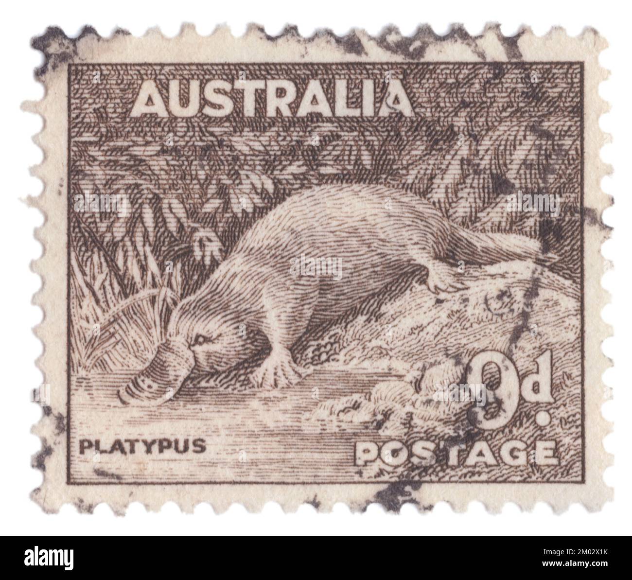 AUSTRALIA — 1943: An 9 pence sepia postage stamp depicting Platypus. King George VI and Queen Elizabeth series. The platypus (Ornithorhynchus anatinus), sometimes referred to as the duck-billed platypus, is a semiaquatic, egg-laying mammal endemic to eastern Australia, including Tasmania. The platypus is the sole living representative or monotypic taxon of its family (Ornithorhynchidae) and genus (Ornithorhynchus), though a number of related species appear in the fossil record Stock Photo