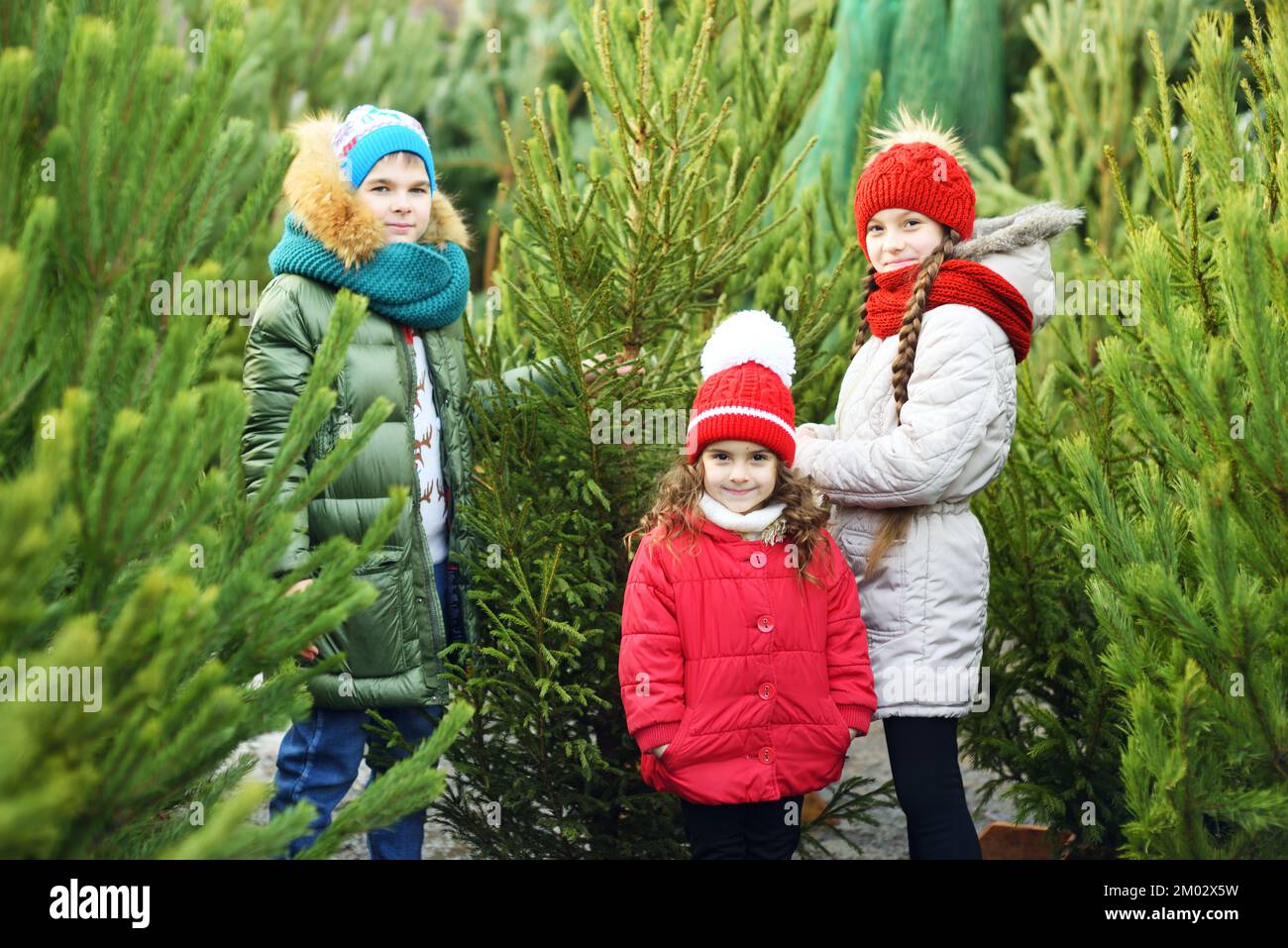 group of children - two girls and a boy choose a Christmas tree in a Christmas tree shop. Stock Photo