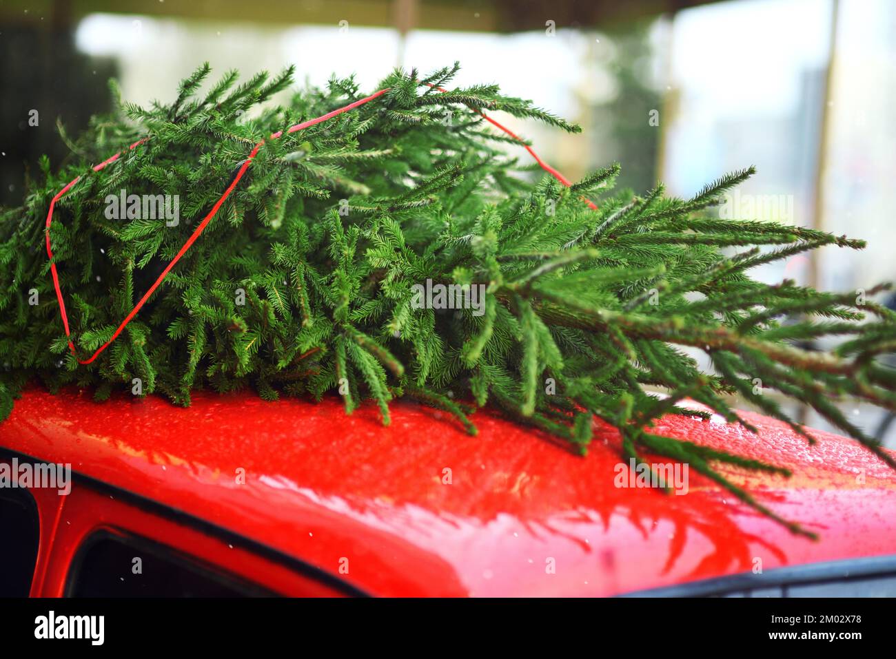 Christmas tree car roof hires stock photography and images Alamy