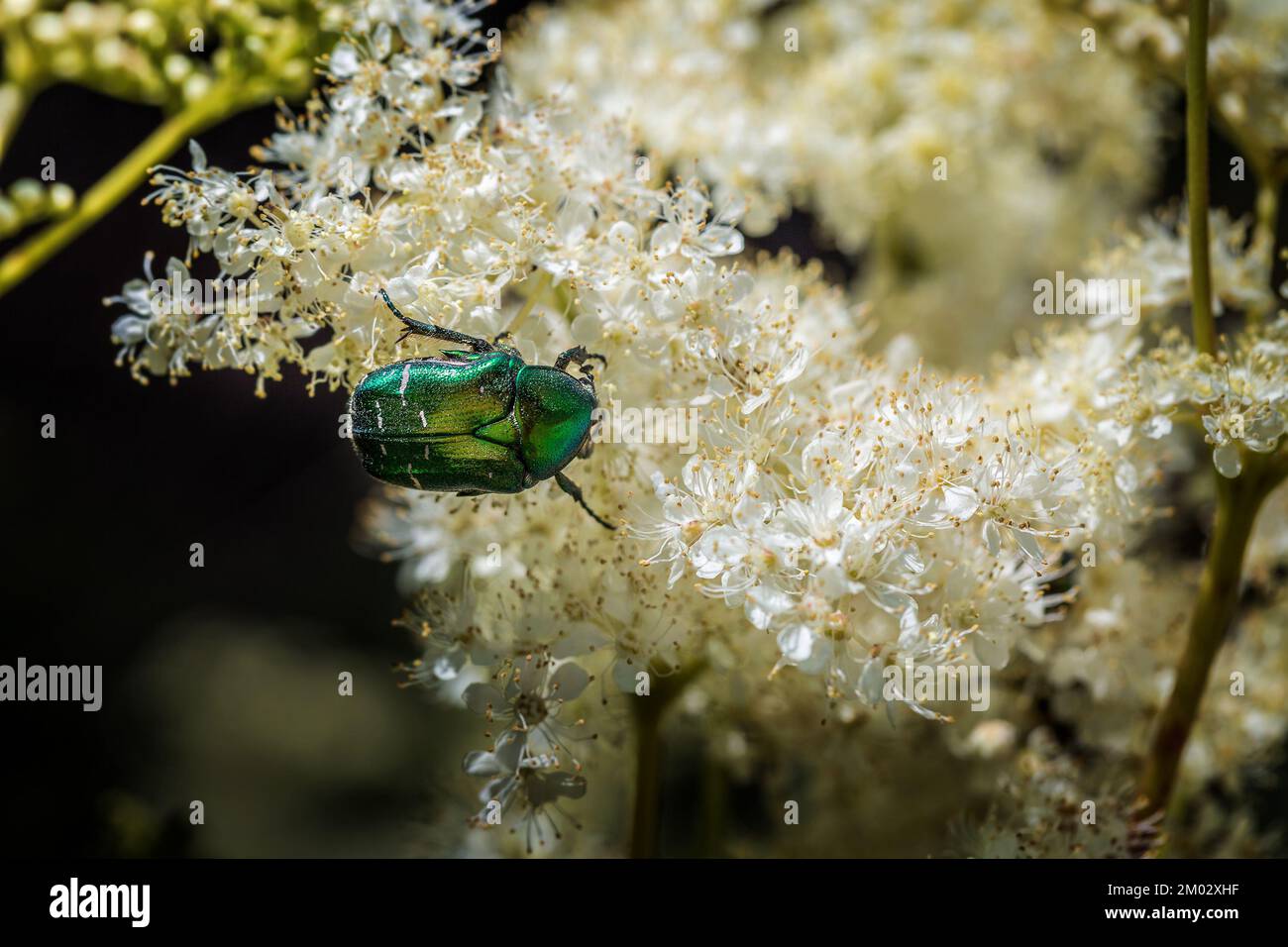 cetonia-aurata-on-the-ground-elder-stock-photo-alamy