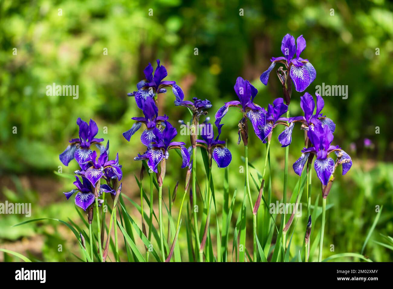 Flowers of Siberian iris, Iris sanguinea, wetted by rain Stock Photo