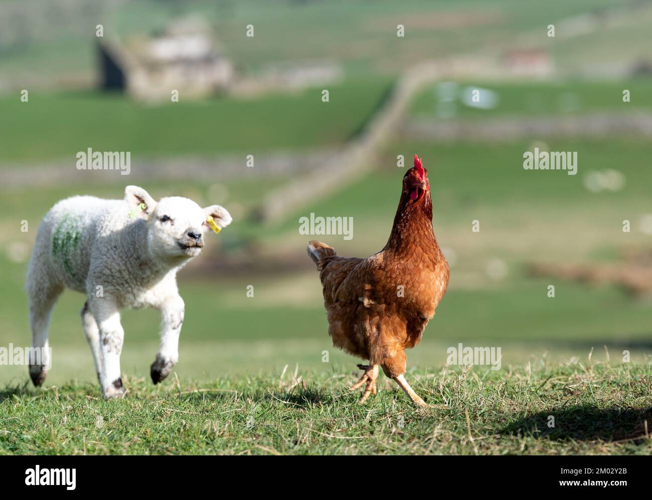 Curious young lambs meet a hen in the field for the first time. North Yorkshire, UK. Stock Photo