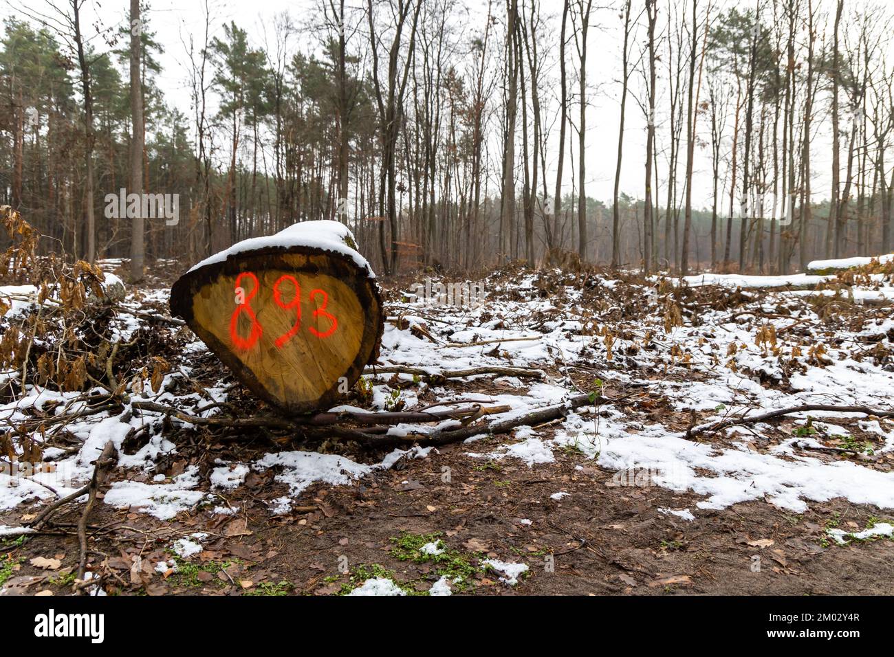 Orange markings made by the forest service on the trunks of a felled