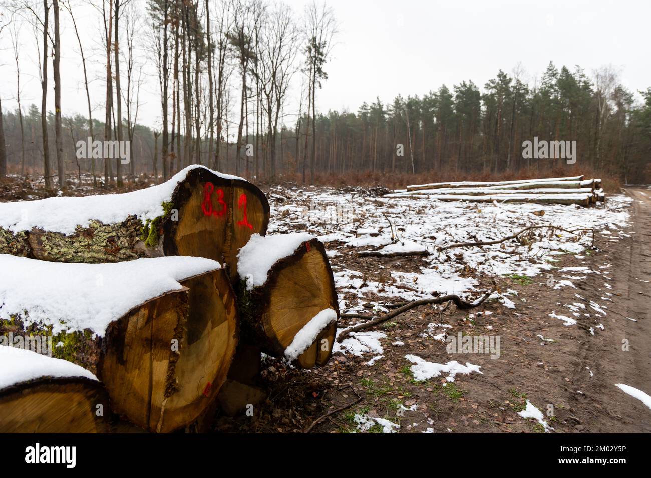 Orange markings made by the forest service on the trunks of a felled
