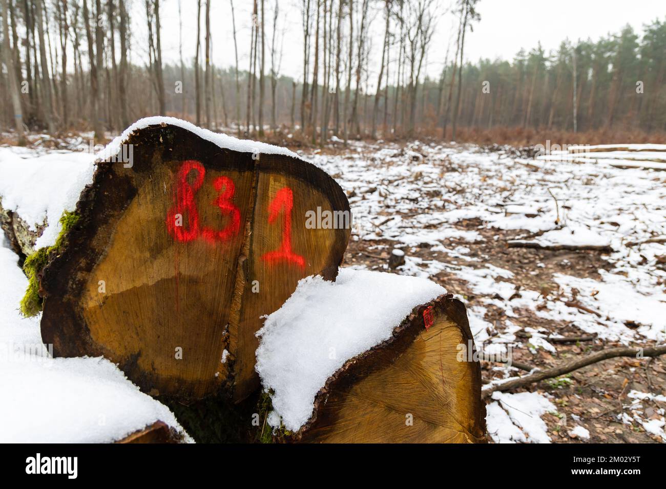 Orange markings made by the forest service on the trunks of a felled