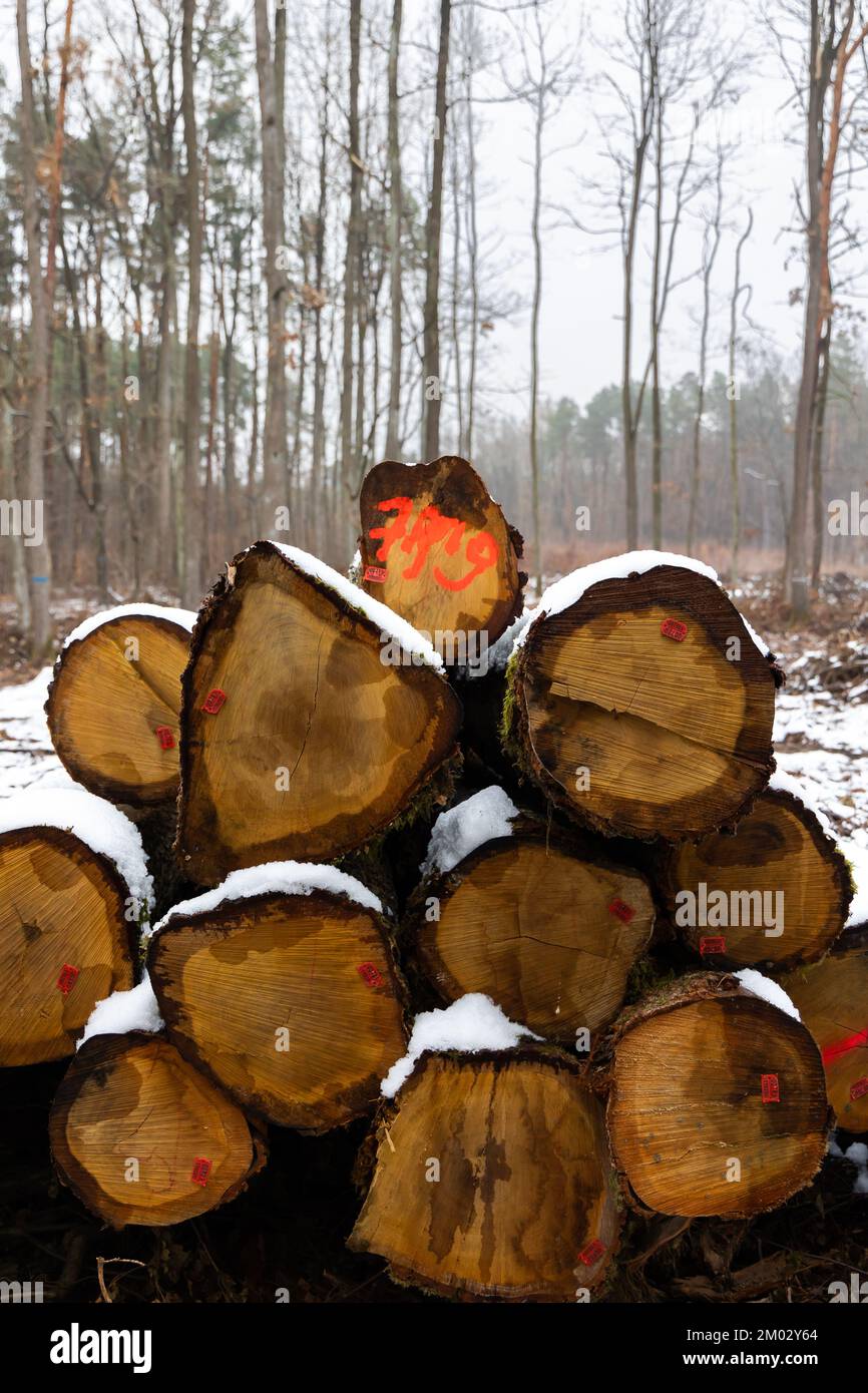 Orange markings made by the forest service on the trunks of a felled
