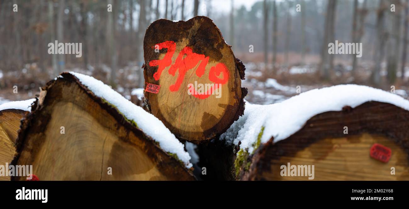 Orange markings made by the forest service on the trunks of a felled