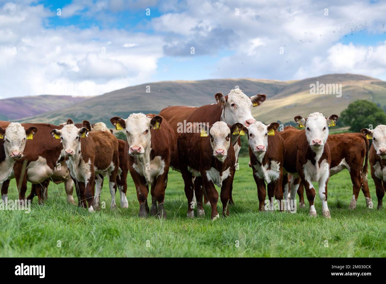 Pedigree Hereford cows and calves grazing in upland pasture near Kirkby Lonsdale, Cumbria, UK. Stock Photo