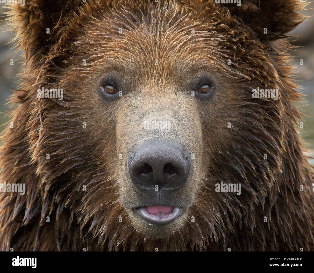 Close-up portrait of young male grizzly bear Stock Photo