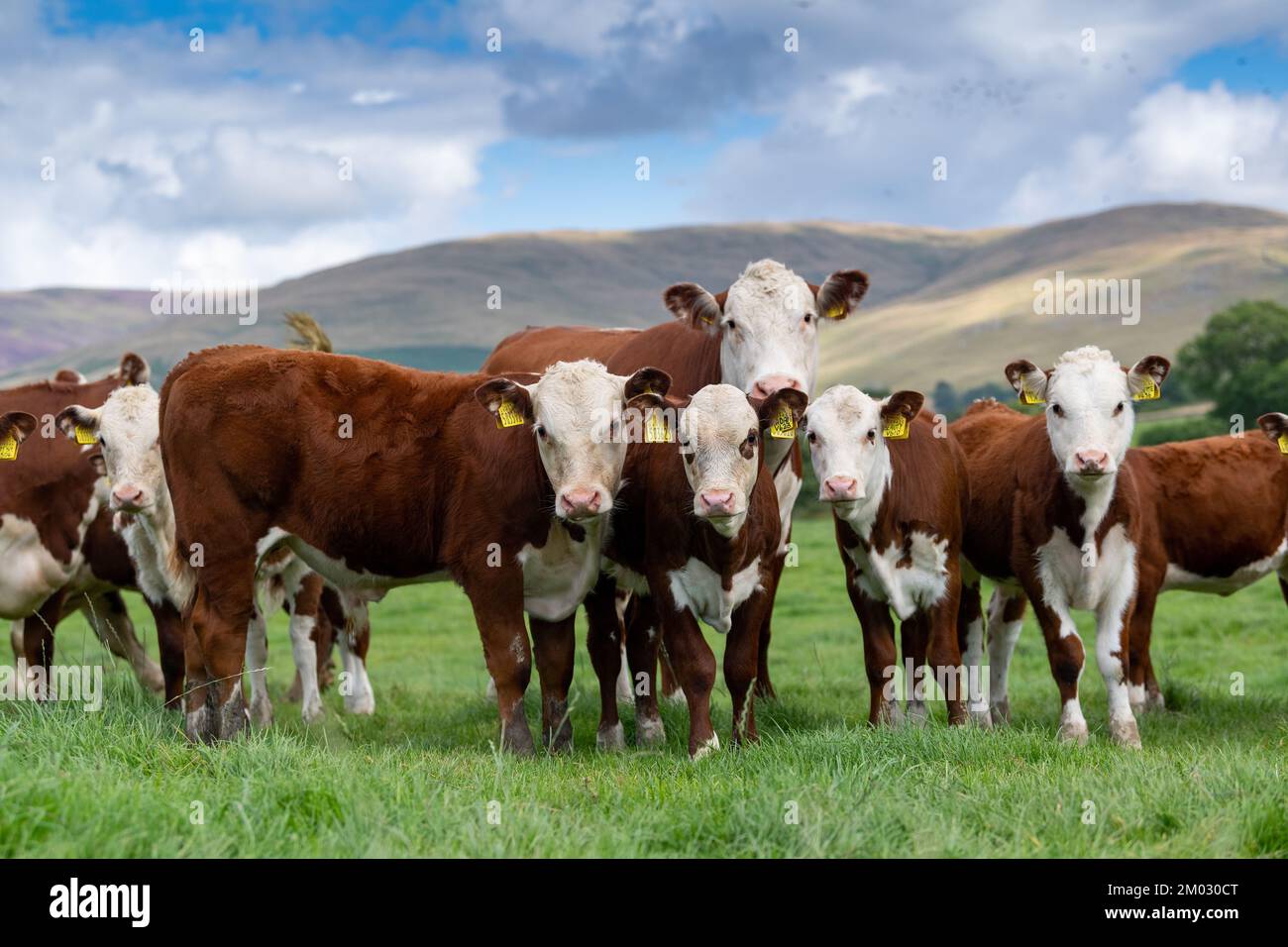 Pedigree Hereford cows and calves grazing in upland pasture near Kirkby Lonsdale, Cumbria, UK. Stock Photo