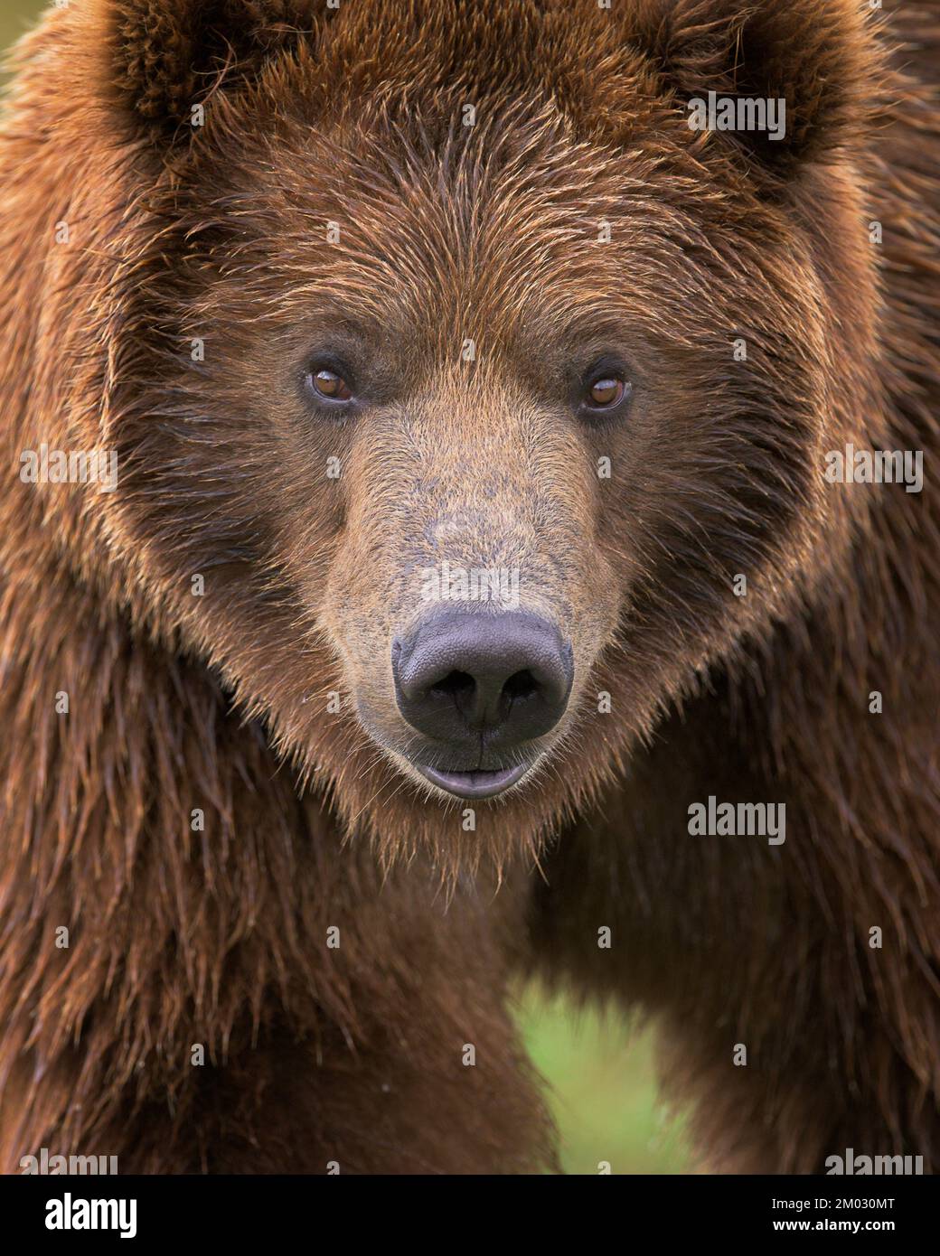 Close-up portrait of young male grizzly bear Stock Photo