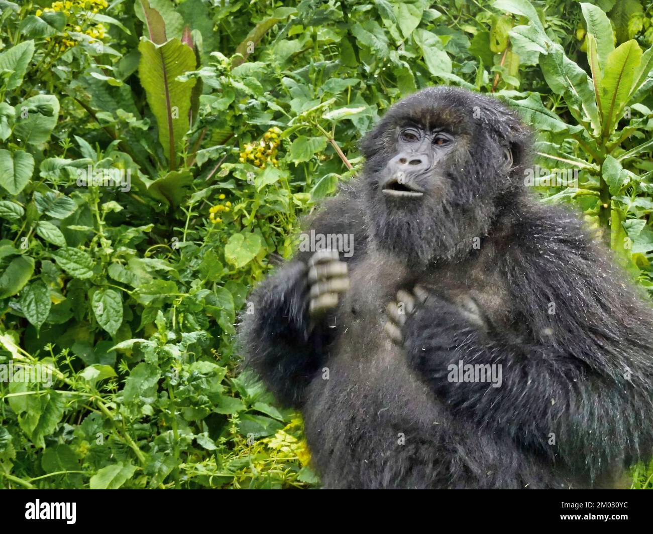 Gorilla chest rwanda hires stock photography and images Alamy