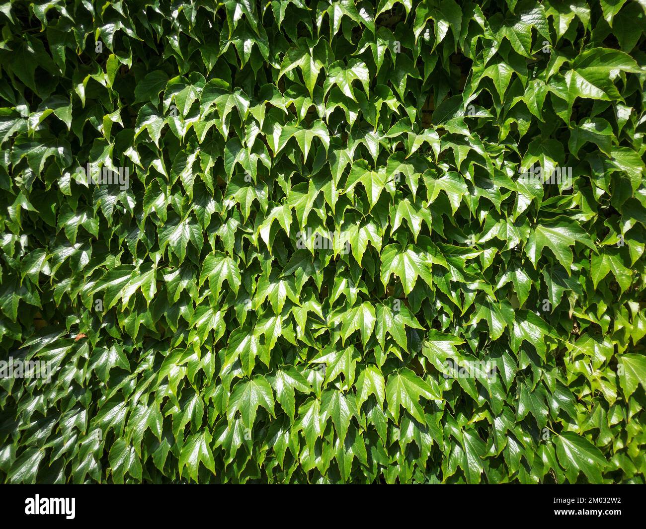 The green hedge is a solid seamless layer in full screen Stock Photo