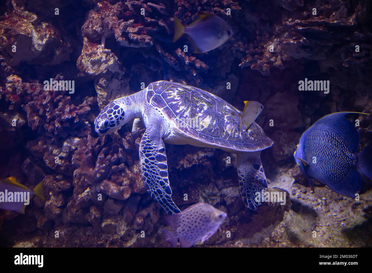 turtle in aquarium for design purpose, wallpaper Stock Photo - Alamy
