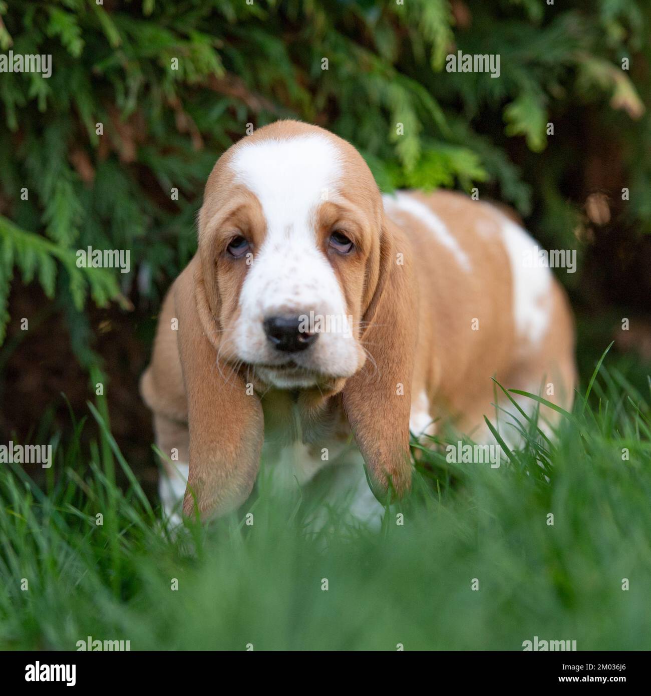 basset hound puppy Stock Photo