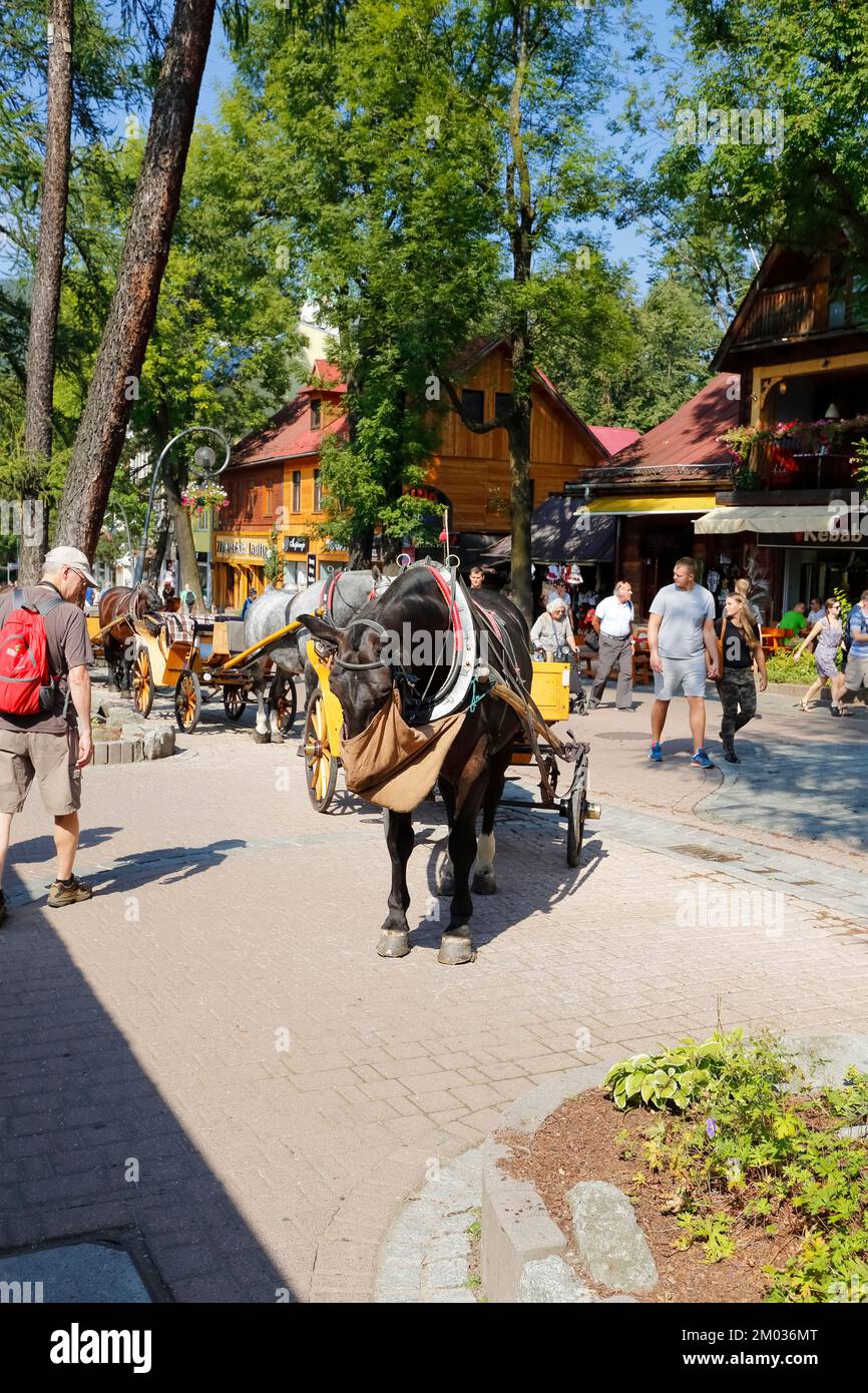 Zakopane, Poland - September 12, 2016: Harnessed horses waits on the street Krupowki street. The rides such carriages with sightseeing are a tourist a Stock Photo