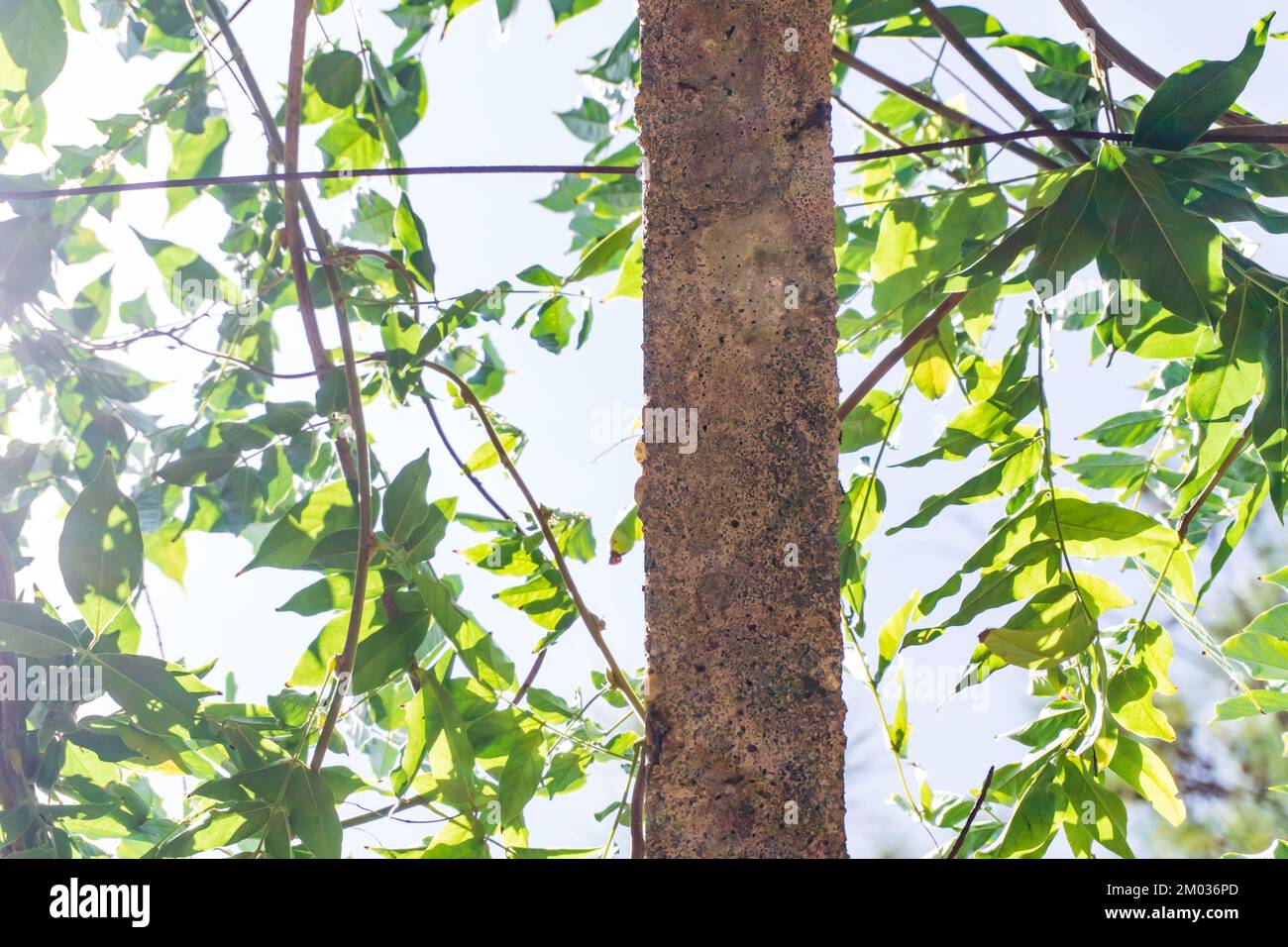 Green leafed tree branches hi-res stock photography and images - Alamy