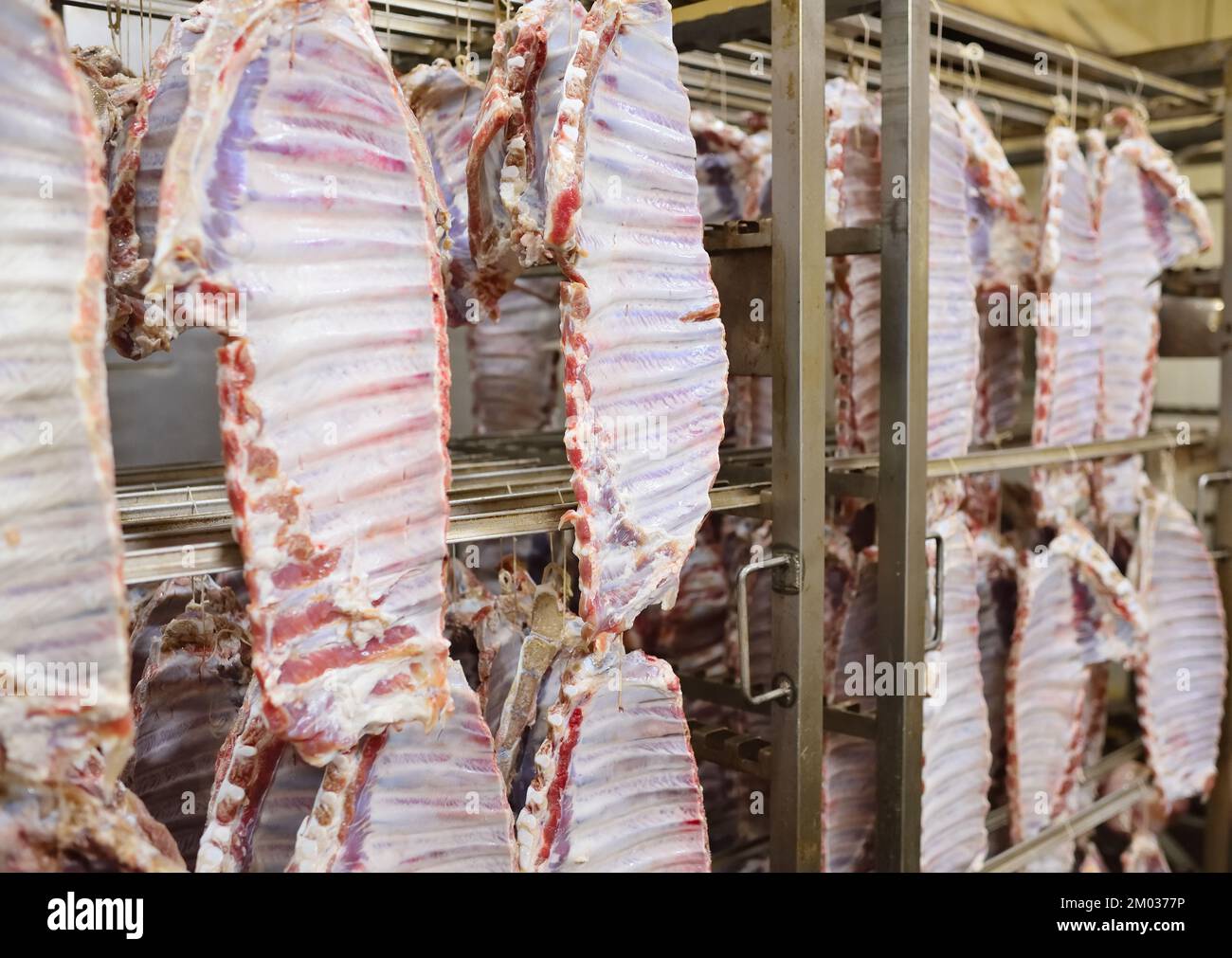 fresh pork carcasses hang on hooks at the meat processing plant Stock