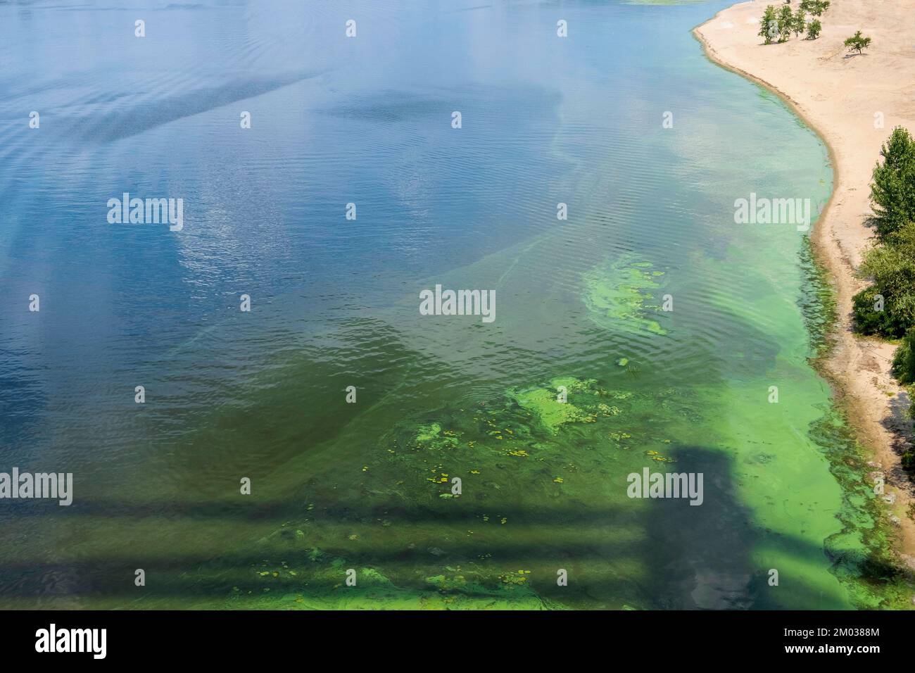 Polluted green river water. Toxic bacteria and harmful waste pollute water. Ecological problems Stock Photo