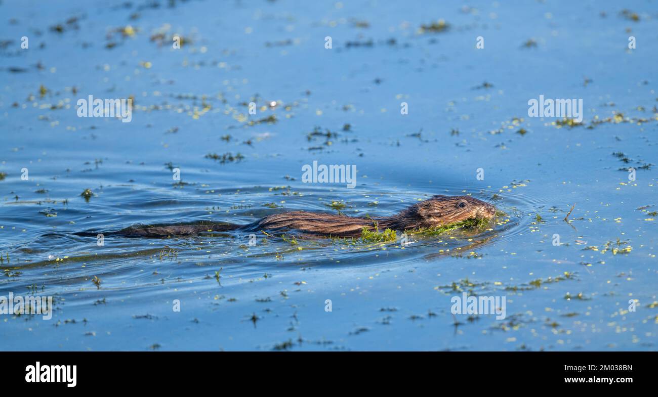 Muskrat swimming in freshwater pond, with vegetation in its mouth, E North America, by Dominique Braud/Dembinsky Photo Assoc Stock Photo