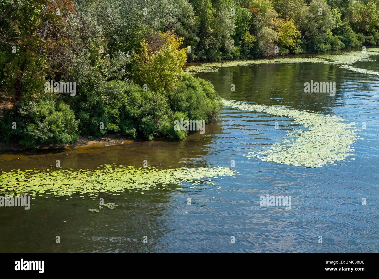Algae bloom on the river. Water pollution of rivers and lakes by