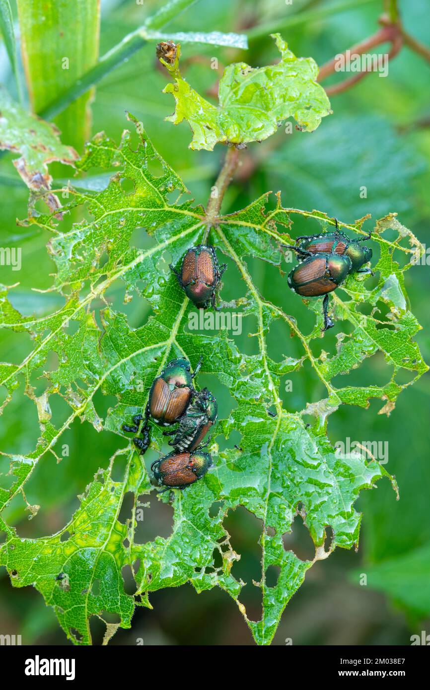 Japanese beetle (Popillia japonica) eating Wild Grape leaf, E USA, by
