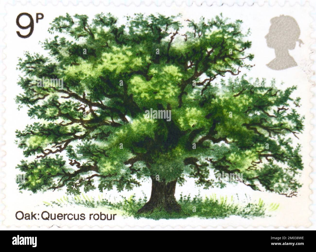 Photo of a British postage stamp Oak Tree Quercus robur Trees series ...