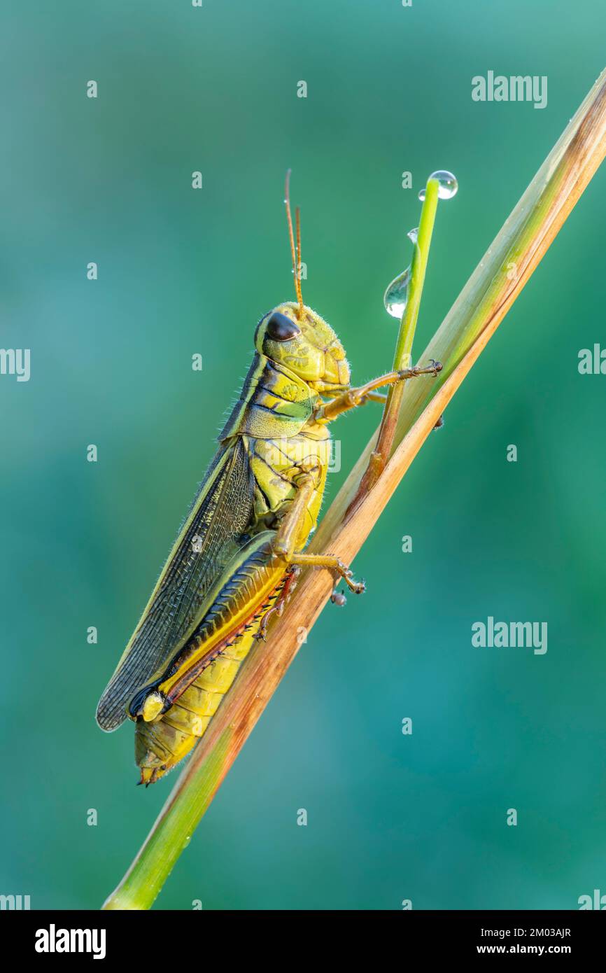 Dew-covered grasshopper, Midwestern USA, by Dominique Braud/Dembinsky Photo Assoc Stock Photo