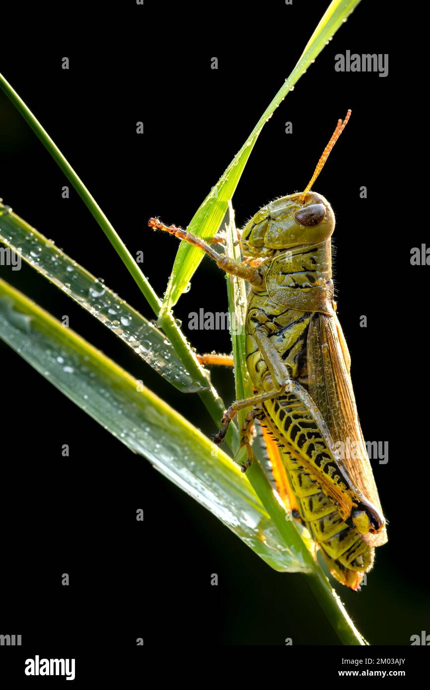 Dew-covered grasshopper, Midwestern USA, by Dominique Braud/Dembinsky Photo Assoc Stock Photo
