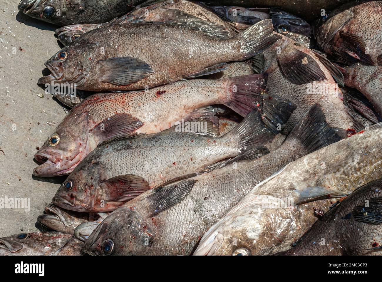Seward, Alaska, USA - July 22, 2011: Closeup of freshly caugh, dead, heap of wild salmon exposed on cement slab right off the fisching boat in port Stock Photo