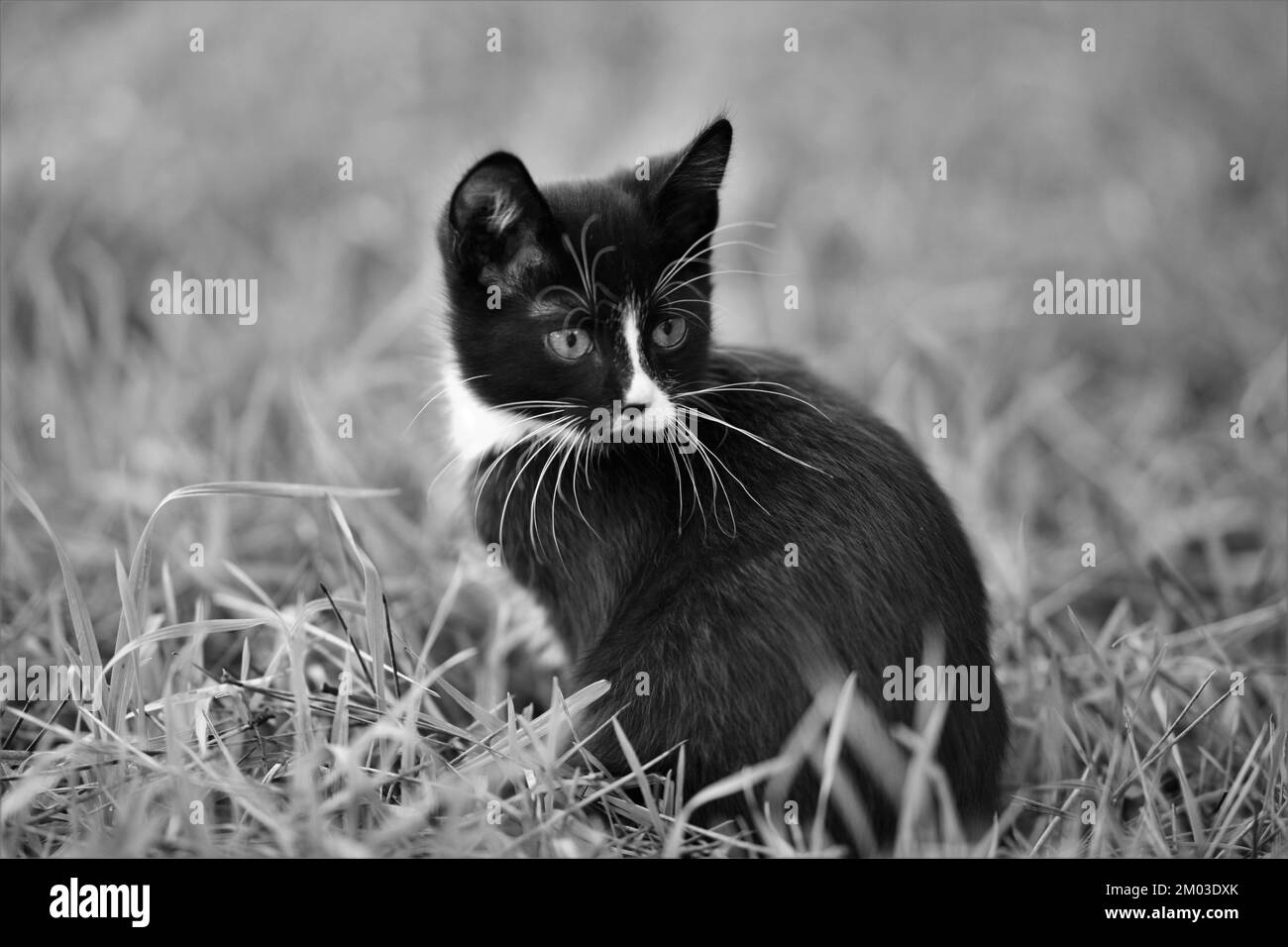 Black and white kitten rest in the garden Stock Photo Alamy