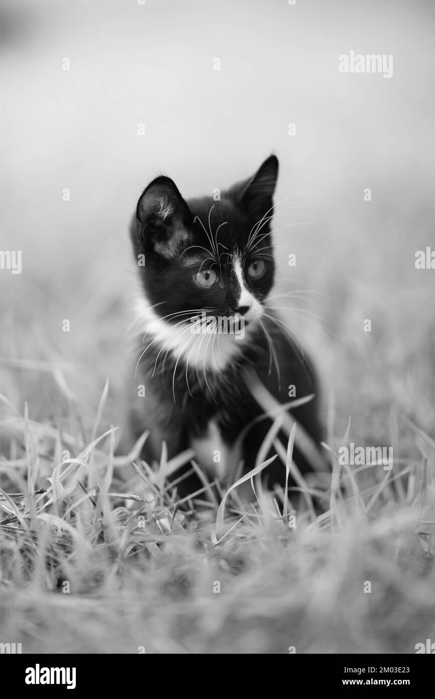 Cat sitting on lawn Black and White Stock Photos & Images - Alamy