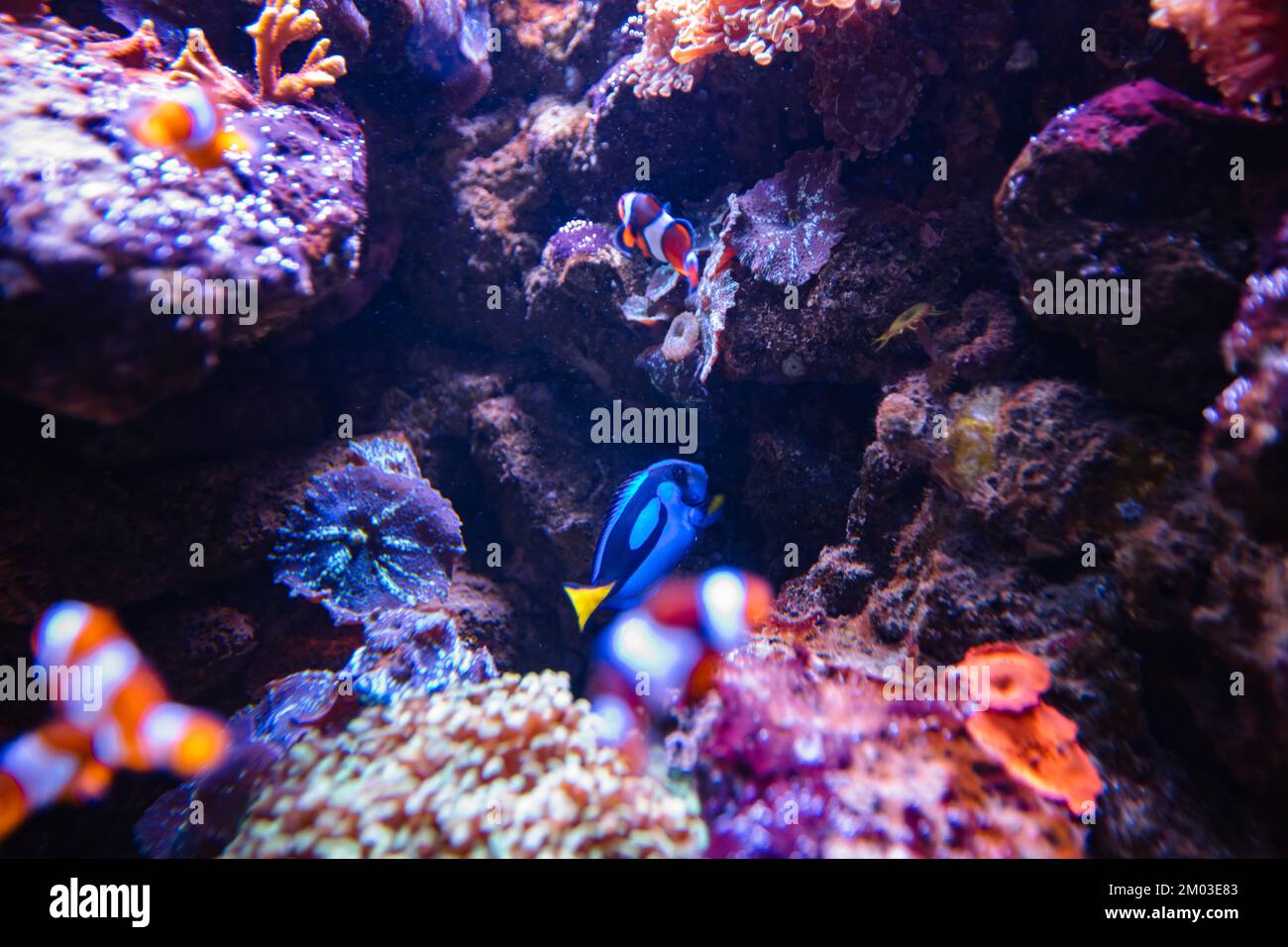 Clownfish and Blue Tang in aquarium, wallpaper Stock Photo Alamy