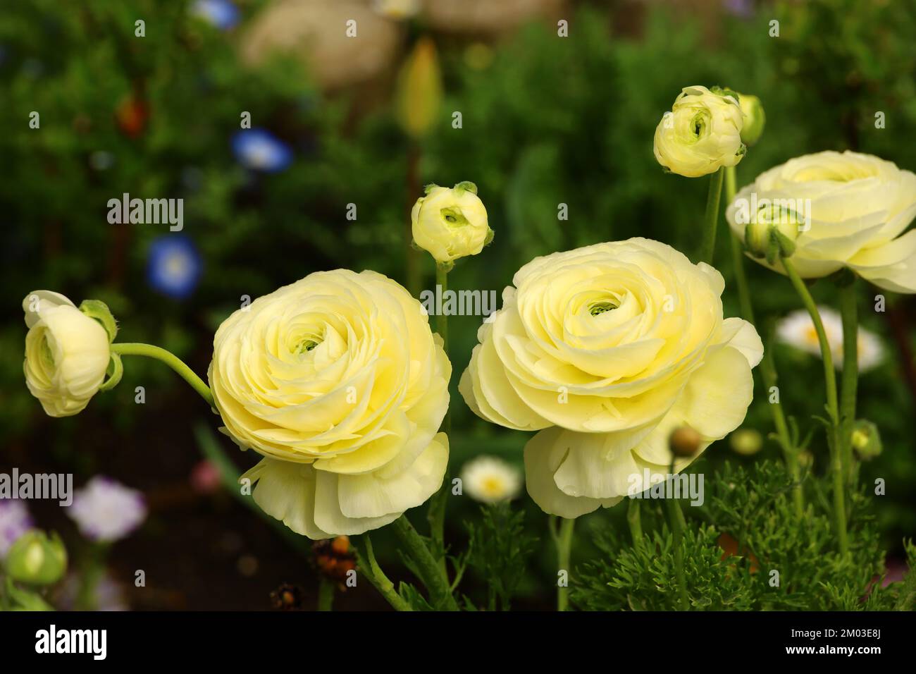 Yellow ranunculus flowers blooming in a flower bed in early spring Stock Photo