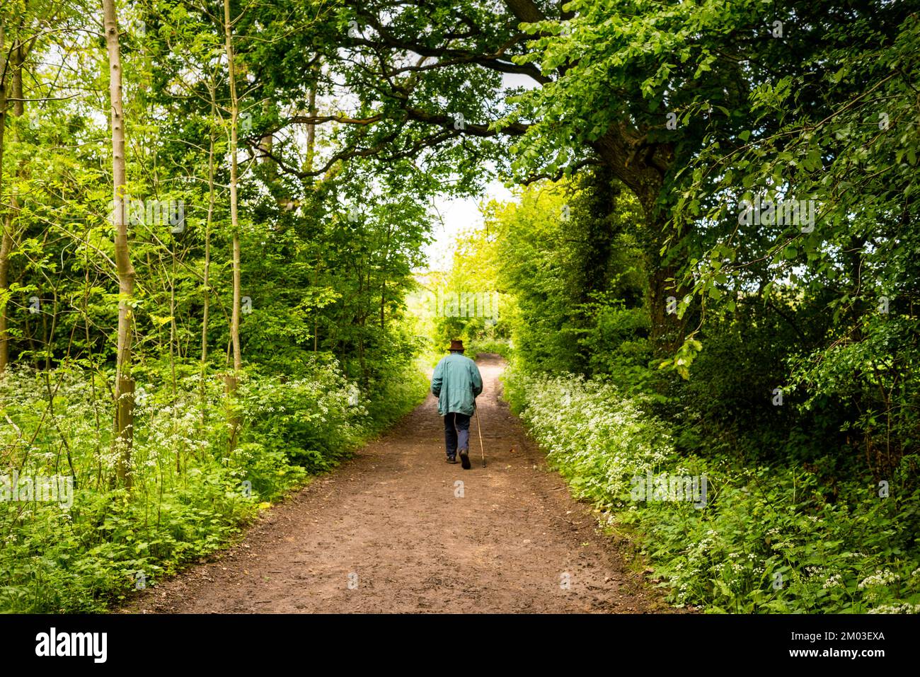 Lone walker on the Cotswolds Way public footpaths in South West England ...