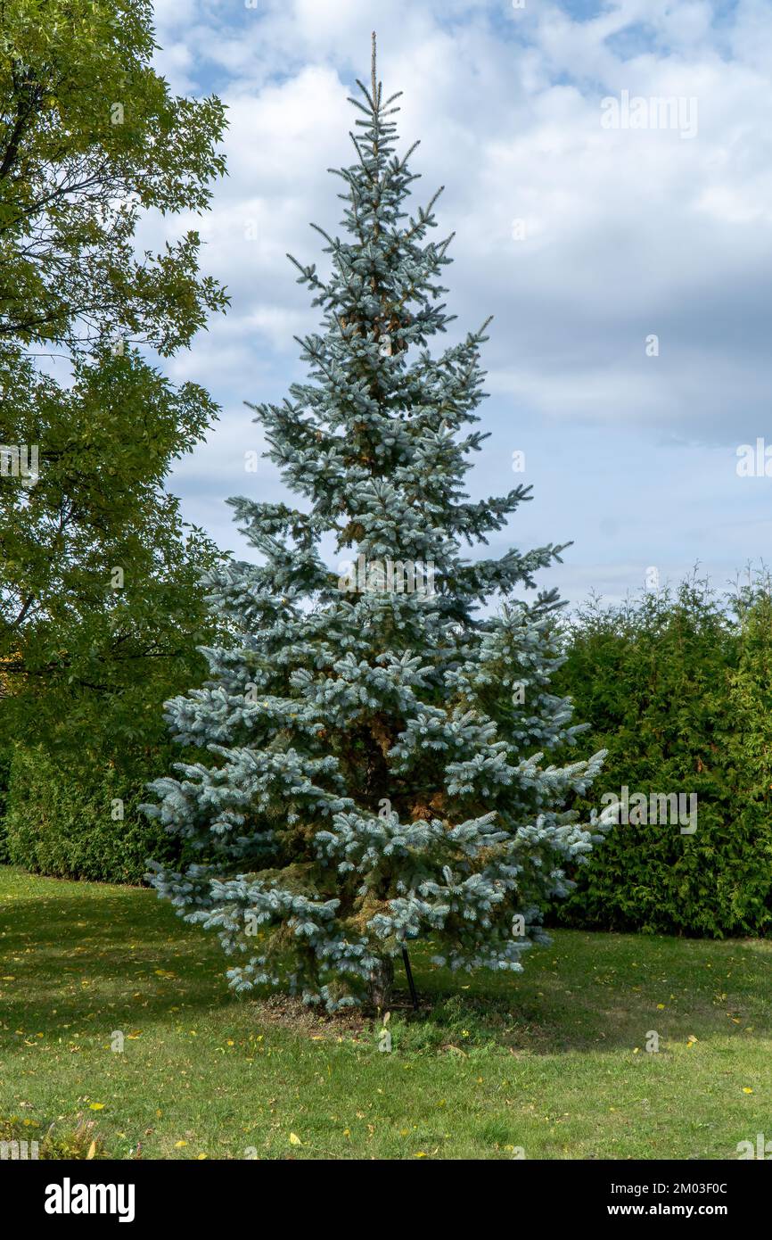 blue spruce tree in the city park on a summer afternoon Stock Photo